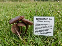Seidiger Rötling